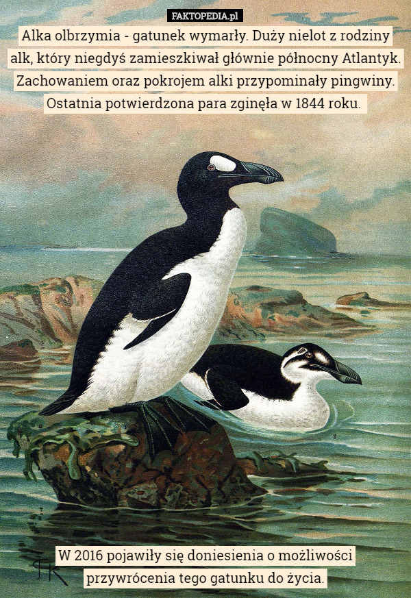 Alka olbrzymia - gatunek wymarły. Duży nielot z rodziny alk, który niegdyś zamieszkiwał głównie północny Atlantyk. Zachowaniem oraz pokrojem alki przypominały pingwiny. Ostatnia potwierdzona para zginęła w 1844 roku. 



















W 2016 pojawiły się doniesienia o możliwości
 przywrócenia tego gatunku do życia. 