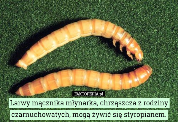Larwy mącznika młynarka, chrząszcza z rodziny czarnuchowatych, mogą żywić się styropianem. 