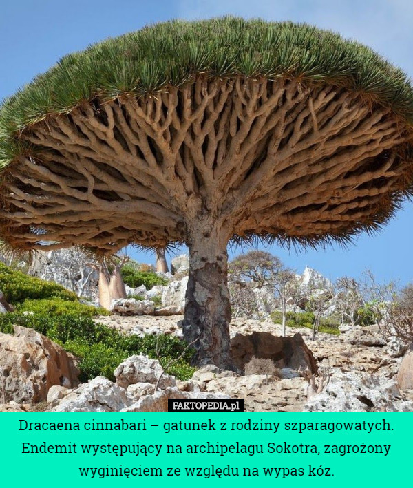 Dracaena cinnabari – gatunek z rodziny szparagowatych. Endemit występujący na archipelagu Sokotra, zagrożony wyginięciem ze względu na wypas kóz. 