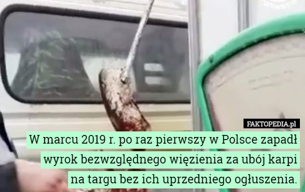 W marcu 2019 r. po raz pierwszy w Polsce zapadł wyrok bezwzględnego więzienia za ubój karpi
 na targu bez ich uprzedniego ogłuszenia. 
