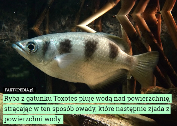 Ryba z gatunku Toxotes pluje wodą nad powierzchnię, strącając w ten sposób owady, które następnie zjada z powierzchni wody. 