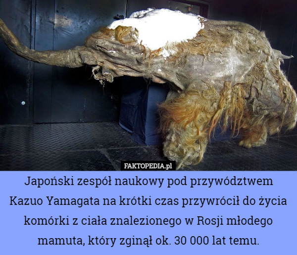Japoński zespół naukowy pod przywództwem Kazuo Yamagata na krótki czas przywrócił do życia komórki z ciała znalezionego w Rosji młodego mamuta, który zginął ok. 30 000 lat temu. 