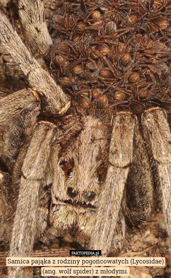 Samica pająka z rodziny pogońcowatych (Lycosidae) (ang. wolf spider) z młodymi. 