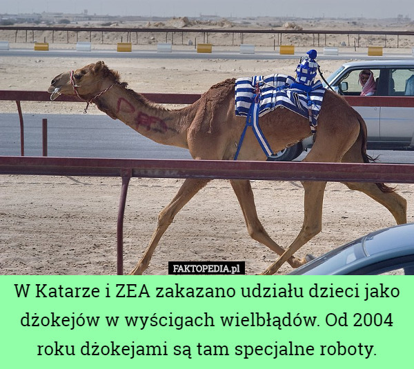 W Katarze i ZEA zakazano udziału dzieci jako dżokejów w wyścigach wielbłądów. Od 2004 roku dżokejami są tam specjalne roboty. 