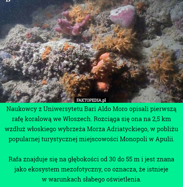Naukowcy z Uniwersytetu Bari Aldo Moro opisali pierwszą rafę koralową we Włoszech. Rozciąga się ona na 2,5 km wzdłuż włoskiego wybrzeża Morza Adriatyckiego, w pobliżu popularnej turystycznej miejscowości Monopoli w Apulii.

 Rafa znajduje się na głębokości od 30 do 55 m i jest znana jako ekosystem mezofotyczny, co oznacza, że istnieje
 w warunkach słabego oświetlenia. 