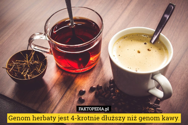 Genom herbaty jest 4-krotnie dłuższy niż genom kawy. 