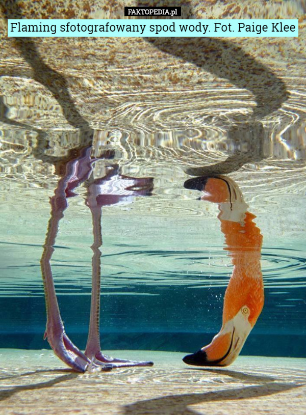 Flaming sfotografowany spod wody. Fot. Paige Klee 