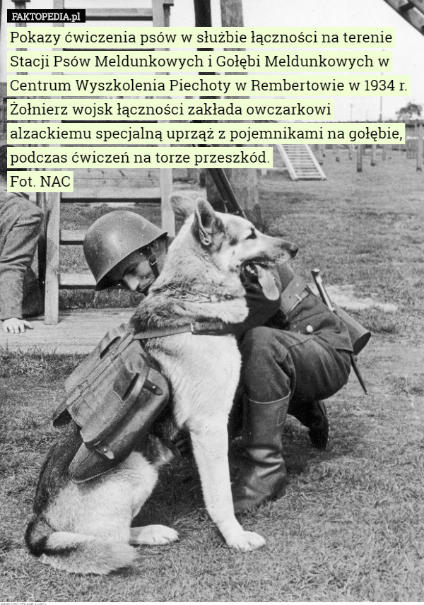 Pokazy ćwiczenia psów w służbie łączności na terenie Stacji Psów Meldunkowych i Gołębi Meldunkowych w Centrum Wyszkolenia Piechoty w Rembertowie w 1934 r.
Żołnierz wojsk łączności zakłada owczarkowi alzackiemu specjalną uprząż z pojemnikami na gołębie, podczas ćwiczeń na torze przeszkód.
Fot. NAC 