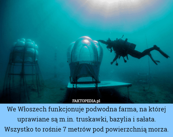 We Włoszech funkcjonuje podwodna farma, na której uprawiane są m.in. truskawki, bazylia i sałata. Wszystko to rośnie 7 metrów pod powierzchnią morza. 