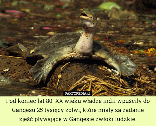 Pod koniec lat 80. XX wieku władze Indii wpuściły do Gangesu 25 tysięcy żółwi, które miały za zadanie
 zjeść pływające w Gangesie zwłoki ludzkie. 