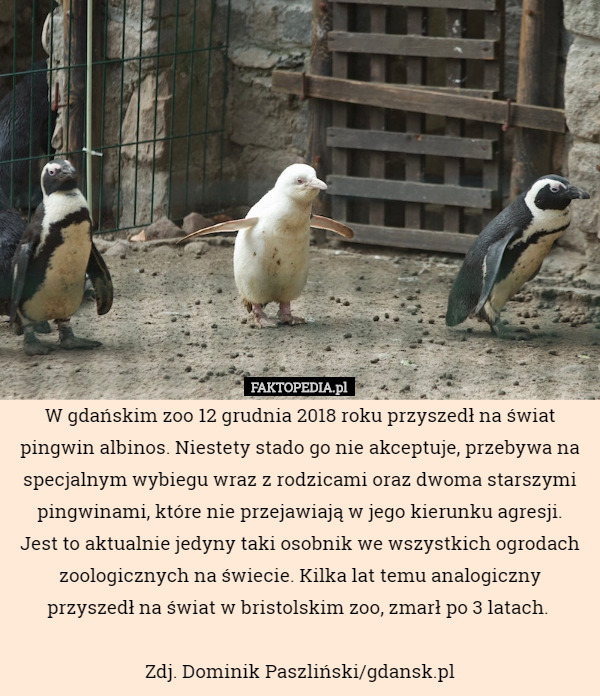 W gdańskim zoo 12 grudnia 2018 roku przyszedł na świat pingwin albinos. Niestety stado go nie akceptuje, przebywa na specjalnym wybiegu wraz z rodzicami oraz dwoma starszymi pingwinami, które nie przejawiają w jego kierunku agresji.
Jest to aktualnie jedyny taki osobnik we wszystkich ogrodach zoologicznych na świecie. Kilka lat temu analogiczny przyszedł na świat w bristolskim zoo, zmarł po 3 latach. 

Zdj. Dominik Paszliński/gdansk.pl 