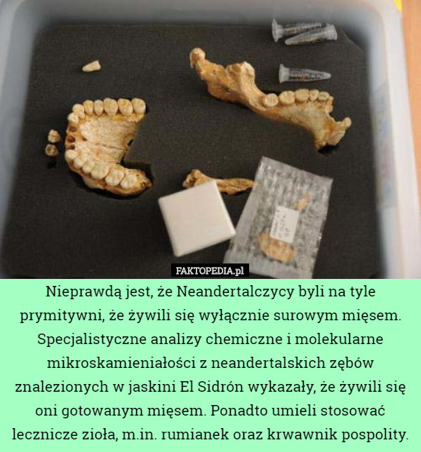 Nieprawdą jest, że Neandertalczycy byli na tyle prymitywni, że żywili się wyłącznie surowym mięsem. Specjalistyczne analizy chemiczne i molekularne mikroskamieniałości z neandertalskich zębów znalezionych w jaskini El Sidrón wykazały, że żywili się oni gotowanym mięsem. Ponadto umieli stosować lecznicze zioła, m.in. rumianek oraz krwawnik pospolity. 