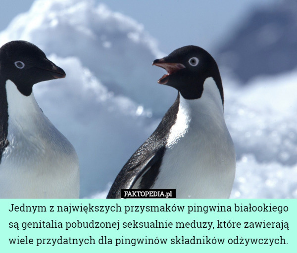 Jednym z największych przysmaków pingwina białookiego są genitalia pobudzonej seksualnie meduzy, które zawierają wiele przydatnych dla pingwinów składników odżywczych. 