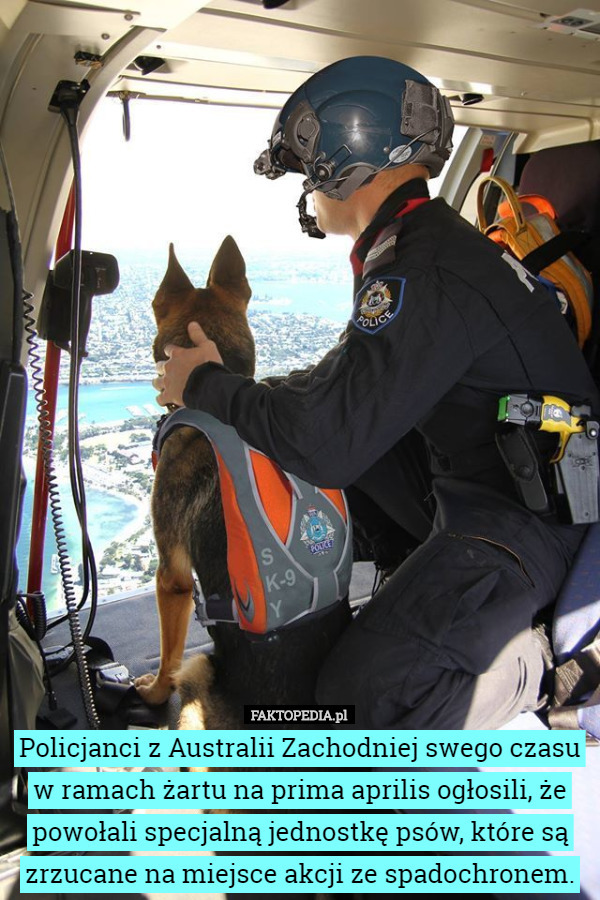 Policjanci z Australii Zachodniej swego czasu w ramach żartu na prima aprilis ogłosili, że powołali specjalną jednostkę psów, które są zrzucane na miejsce akcji ze spadochronem. 