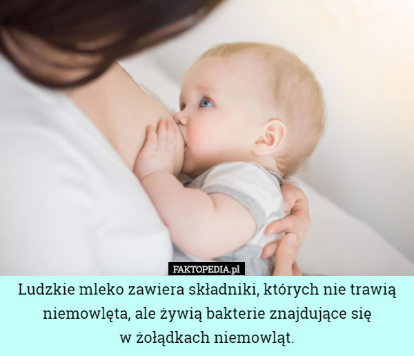 Ludzkie mleko zawiera składniki, których nie trawią niemowlęta, ale żywią bakterie znajdujące się
 w żołądkach niemowląt. 