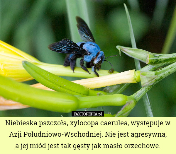 Niebieska pszczoła, xylocopa caerulea, występuje w Azji Południowo-Wschodniej. Nie jest agresywna,
 a jej miód jest tak gęsty jak masło orzechowe. 