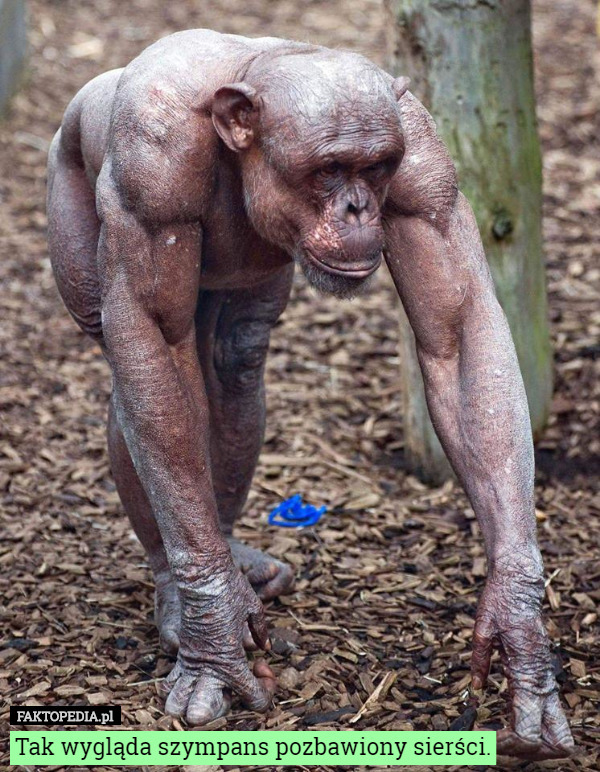 Tak wygląda szympans pozbawiony sierści. 