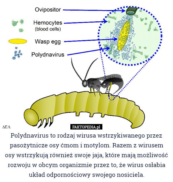 Polydnavirus to rodzaj wirusa wstrzykiwanego przez pasożytnicze osy ćmom i motylom. Razem z wirusem osy wstrzykują również swoje jaja, które mają możliwość rozwoju w obcym organizmie przez to, że wirus osłabia układ odpornościowy swojego nosiciela. 