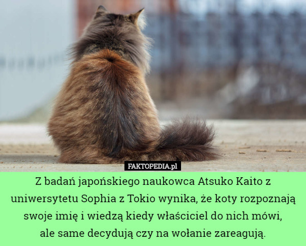 Z badań japońskiego naukowca Atsuko Kaito z uniwersytetu Sophia z Tokio wynika, że koty rozpoznają swoje imię i wiedzą kiedy właściciel do nich mówi,
 ale same decydują czy na wołanie zareagują. 