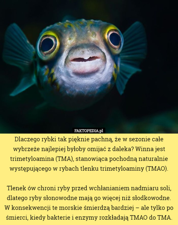 Dlaczego rybki tak pięknie pachną, że w sezonie całe wybrzeże najlepiej byłoby omijać z daleka? Winna jest trimetyloamina (TMA), stanowiąca pochodną naturalnie występującego w rybach tlenku trimetyloaminy (TMAO).

 Tlenek ów chroni ryby przed wchłanianiem nadmiaru soli, dlatego ryby słonowodne mają go więcej niż słodkowodne. W konsekwencji te morskie śmierdzą bardziej – ale tylko po śmierci, kiedy bakterie i enzymy rozkładają TMAO do TMA. 