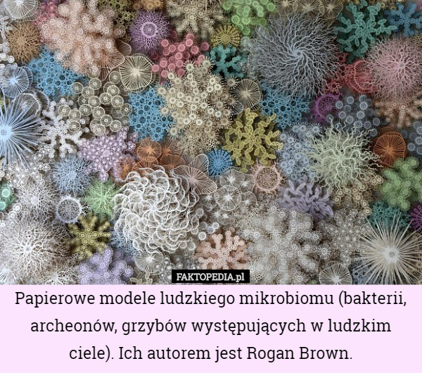 Papierowe modele ludzkiego mikrobiomu (bakterii, archeonów, grzybów występujących w ludzkim ciele). Ich autorem jest Rogan Brown. 