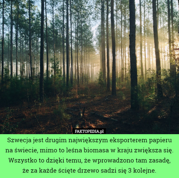 Szwecja jest drugim największym eksporterem papieru na świecie, mimo to leśna biomasa w kraju zwiększa się. Wszystko to dzięki temu, że wprowadzono tam zasadę,
 że za każde ścięte drzewo sadzi się 3 kolejne. 
