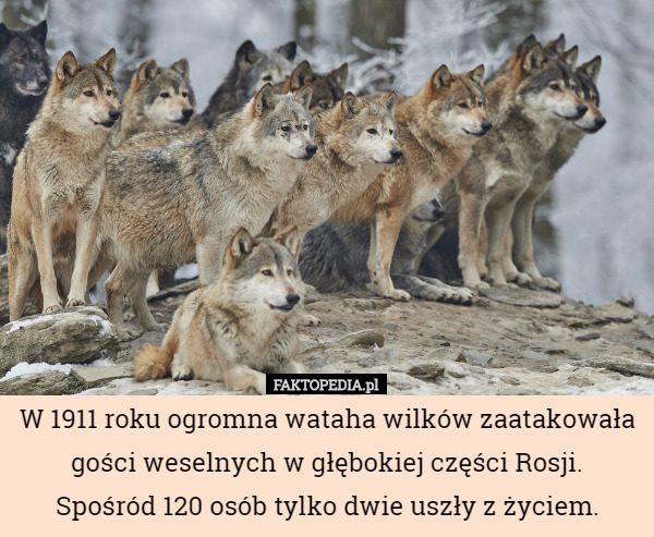 W 1911 roku ogromna wataha wilków zaatakowała gości weselnych w głębokiej części Rosji.
 Spośród 120 osób tylko dwie uszły z życiem. 