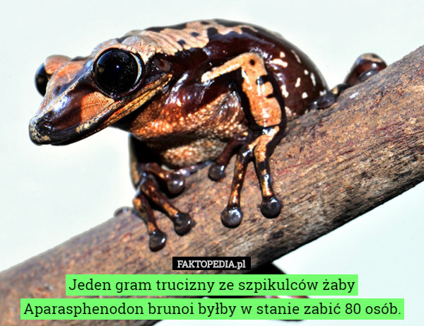 Jeden gram trucizny ze szpikulców żaby Aparasphenodon brunoi byłby w stanie zabić 80 osób. 