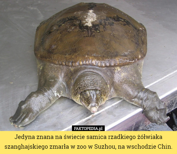 Jedyna znana na świecie samica rzadkiego żółwiaka szanghajskiego zmarła w zoo w Suzhou, na wschodzie Chin. 