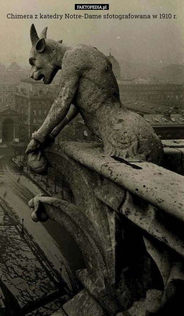 Chimera z katedry Notre-Dame sfotografowana w 1910 r. 