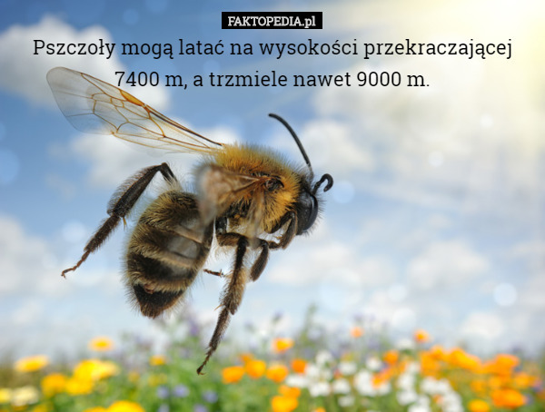 Pszczoły mogą latać na wysokości przekraczającej 7400 m, a trzmiele nawet 9000 m. 
