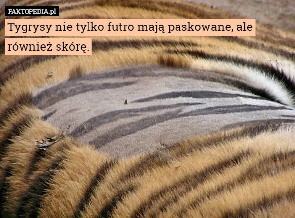 Tygrysy nie tylko futro mają paskowane, ale również skórę. 