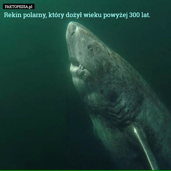 Rekin polarny, który dożył wieku powyżej 300 lat. 