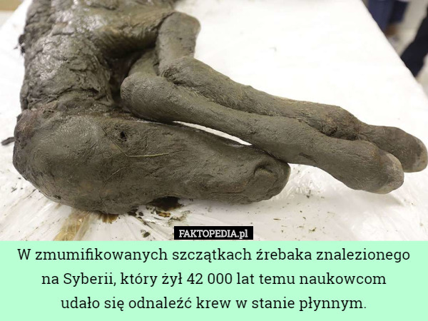 W zmumifikowanych szczątkach źrebaka znalezionego na Syberii, który żył 42 000 lat temu naukowcom
 udało się odnaleźć krew w stanie płynnym. 