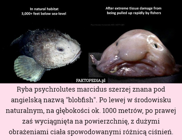 Ryba psychrolutes marcidus szerzej znana pod angielską nazwą "blobfish". Po lewej w środowisku naturalnym, na głębokości ok. 1000 metrów, po prawej zaś wyciągnięta na powierzchnię, z dużymi obrażeniami ciała spowodowanymi różnicą ciśnień. 