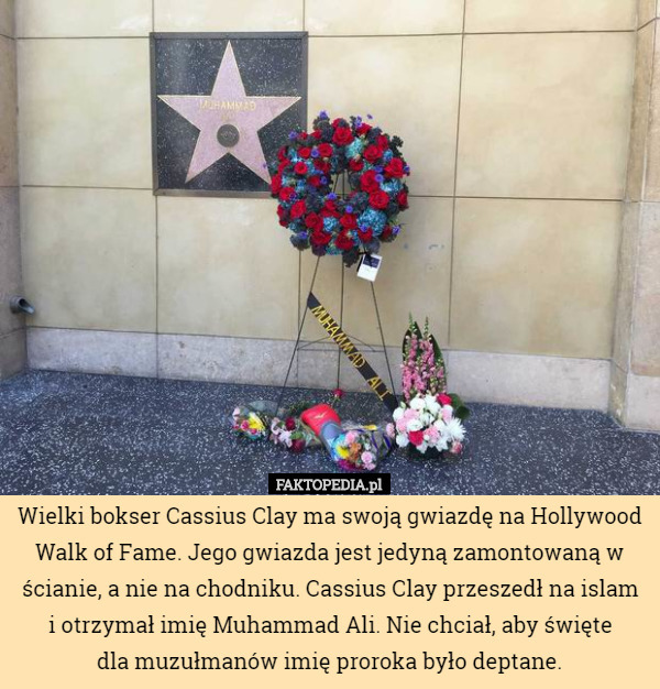 Wielki bokser Cassius Clay ma swoją gwiazdę na Hollywood Walk of Fame. Jego gwiazda jest jedyną zamontowaną w ścianie, a nie na chodniku. Cassius Clay przeszedł na islam i otrzymał imię Muhammad Ali. Nie chciał, aby święte
 dla muzułmanów imię proroka było deptane. 