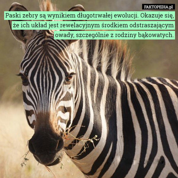 Paski zebry są wynikiem długotrwałej ewolucji. Okazuje się, że ich układ jest rewelacyjnym środkiem odstraszającym owady, szczególnie z rodziny bąkowatych. 
