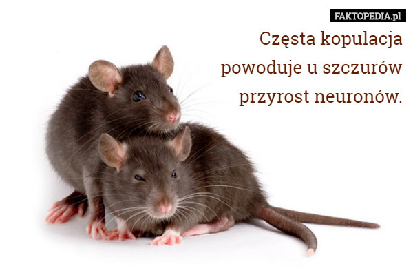Częsta kopulacja
 powoduje u szczurów
 przyrost neuronów. 