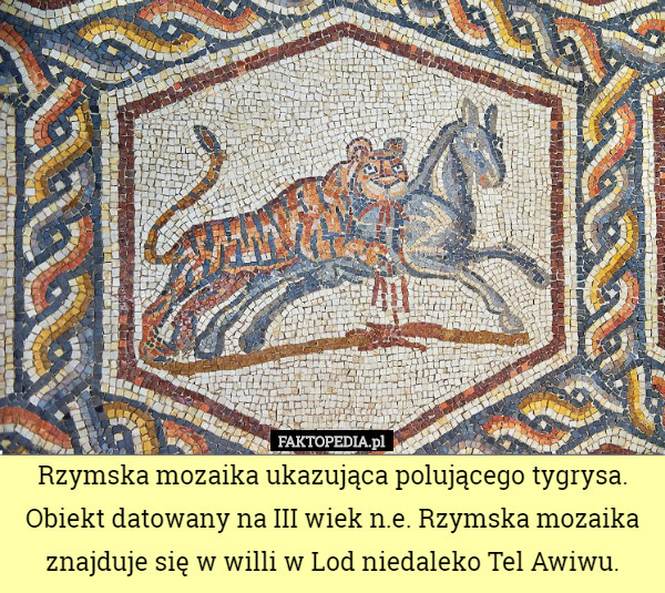 Rzymska mozaika ukazująca polującego tygrysa. Obiekt datowany na III wiek n.e. Rzymska mozaika znajduje się w willi w Lod niedaleko Tel Awiwu. 