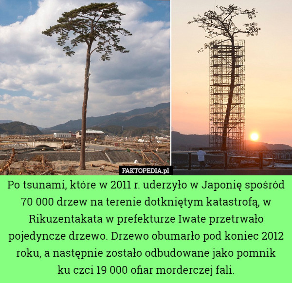 Po tsunami, które w 2011 r. uderzyło w Japonię spośród 70 000 drzew na terenie dotkniętym katastrofą, w Rikuzentakata w prefekturze Iwate przetrwało pojedyncze drzewo. Drzewo obumarło pod koniec 2012 roku, a następnie zostało odbudowane jako pomnik
 ku czci 19 000 ofiar morderczej fali. 