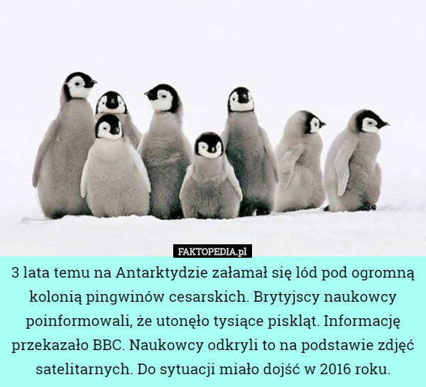 3 lata temu na Antarktydzie załamał się lód pod ogromną kolonią pingwinów cesarskich. Brytyjscy naukowcy poinformowali, że utonęło tysiące piskląt. Informację przekazało BBC. Naukowcy odkryli to na podstawie zdjęć satelitarnych. Do sytuacji miało dojść w 2016 roku. 
