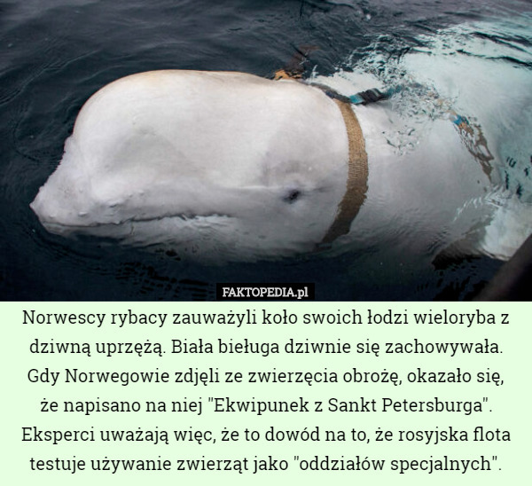 Norwescy rybacy zauważyli koło swoich łodzi wieloryba z dziwną uprzężą. Biała bieługa dziwnie się zachowywała. Gdy Norwegowie zdjęli ze zwierzęcia obrożę, okazało się,
 że napisano na niej "Ekwipunek z Sankt Petersburga". Eksperci uważają więc, że to dowód na to, że rosyjska flota testuje używanie zwierząt jako "oddziałów specjalnych". 