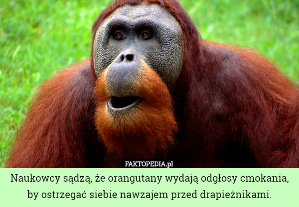 Naukowcy sądzą, że orangutany wydają odgłosy cmokania, by ostrzegać siebie nawzajem przed drapieżnikami. 