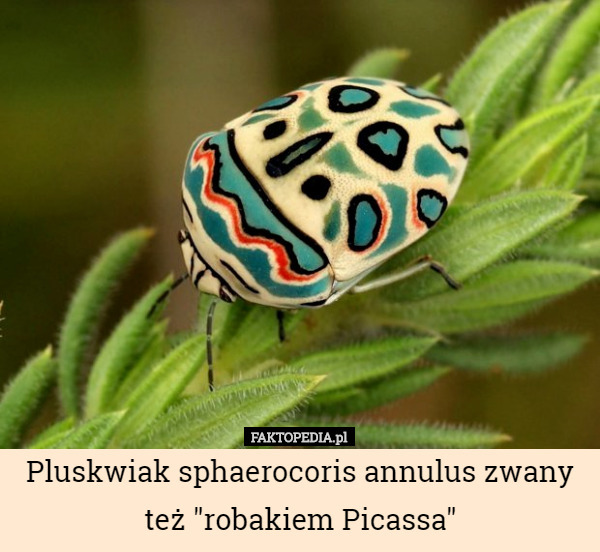 Pluskwiak sphaerocoris annulus zwany też "robakiem Picassa" 