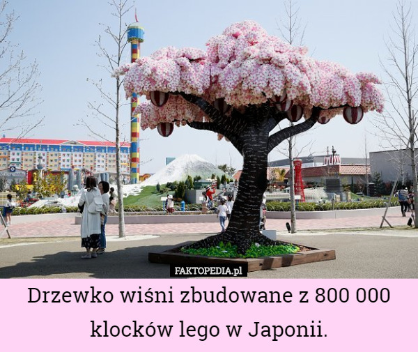 Drzewko wiśni zbudowane z 800 000 klocków lego w Japonii. 