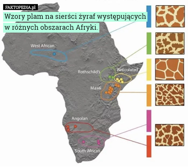 Wzory plam na sierści żyraf występujących
w różnych obszarach Afryki. 