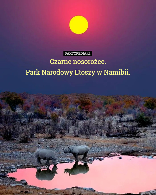Czarne nosorożce.
Park Narodowy Etoszy w Namibii. 