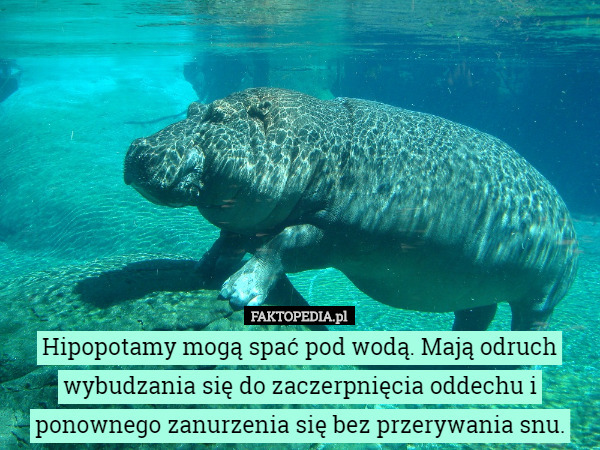 Hipopotamy mogą spać pod wodą. Mają odruch wybudzania się do zaczerpnięcia oddechu i ponownego zanurzenia się bez przerywania snu. 