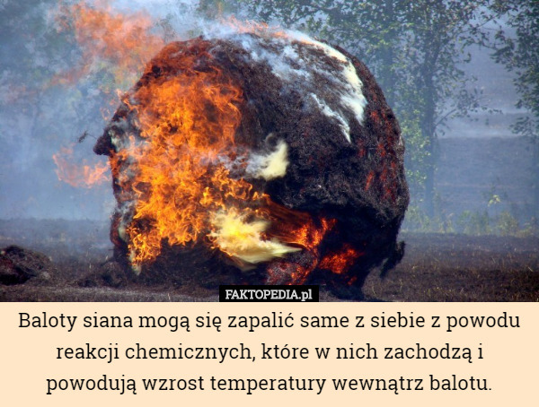 Baloty siana mogą się zapalić same z siebie z powodu reakcji chemicznych, które w nich zachodzą i powodują wzrost temperatury wewnątrz balotu. 
