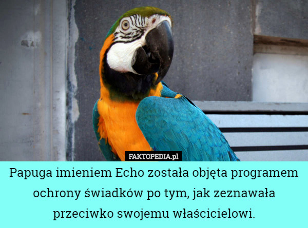 Papuga imieniem Echo została objęta programem ochrony świadków po tym, jak zeznawała przeciwko swojemu właścicielowi. 